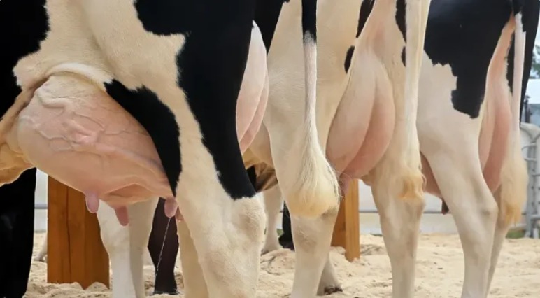 Variações bruscas de temperatura e condições climáticas extremas afetam a imunidade dos animais, comprometendo a capacidade de defesa contra infecções