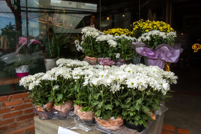 Na Floricultura Primavera, margaridas e crisântemos têm muita procura