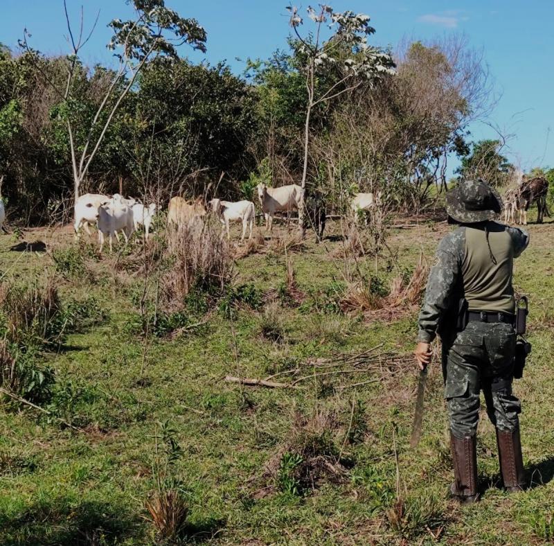 Características de degradação indicaram utilização constante de espaço para pastoreio de bovinos