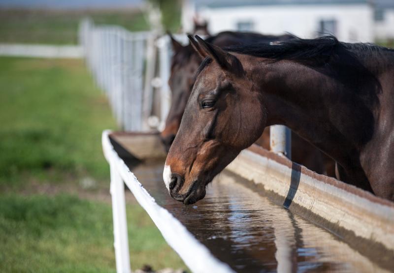 Em média, um cavalo adulto de 500 quilos ingere cerca de 20 a 33 litros de água por dia