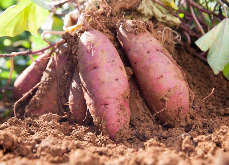 Pesquisa visa contribuir com aumento da produtividade da batata-doce no país