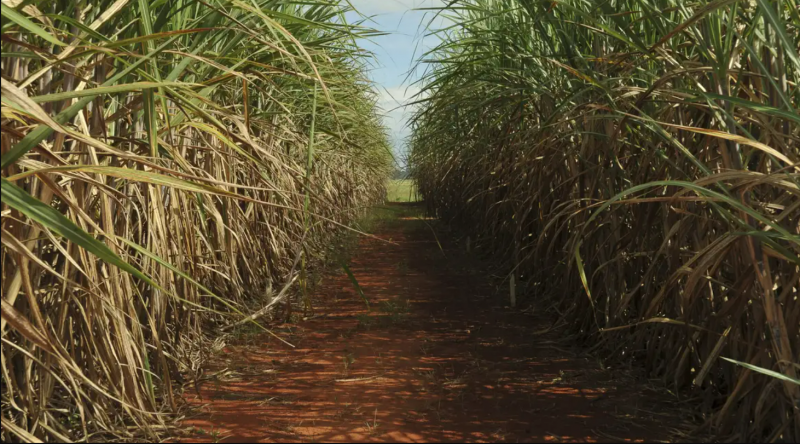 Chuva abaixo da normalidade acarretou prejuízos à agricultura