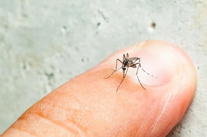 Mosquito Aedes aegypti é o vetor transmissor da dengue