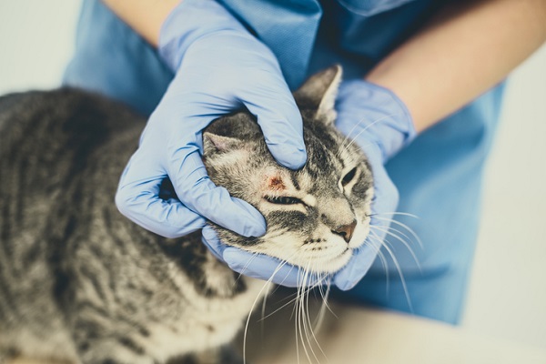 Conforme veterinário, tutor deve observar se animal tem lesões nodulares e ulcerativas