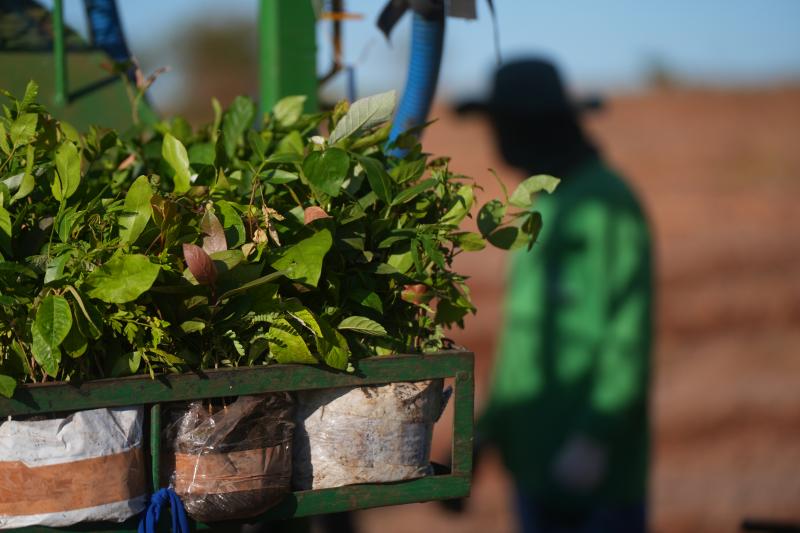 No primeiro trimestre deste ano, região ganhou mais 1,4 milhão de mudas de árvores nativas