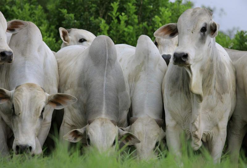 Para especialista, produto garante bem-estar animal e maior rentabilidade para o pecuarista