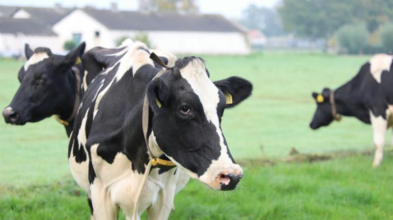 Além das perdas financeiras, os vermes comprometem a saúde e o bem-estar dos animais, já que comprometem a absorção dos nutrientes ingeridos pelas vacas