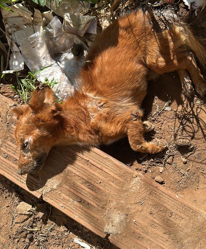 Cachorro encontrado desfalecido e com respiração fraca faleceu a caminho de atendimento