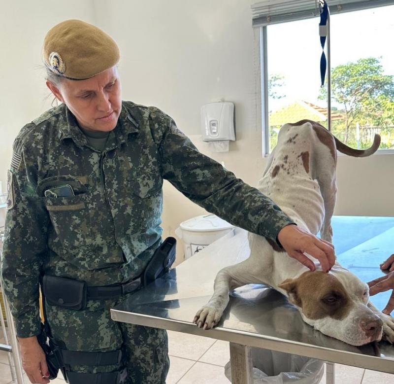 Cadela foi resgatada, recebeu os primeiros atendimentos veterinários, passou por exames e, posteriormente, foi encaminhada ao Rancho Bicho Feliz, em Martinópolis