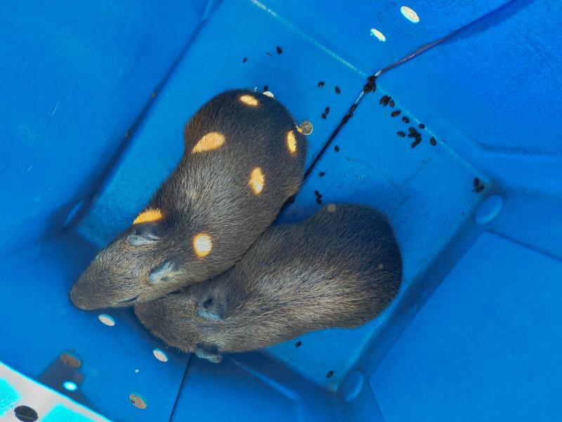 Animais foram transferidos com segurança à Cidade da Criança