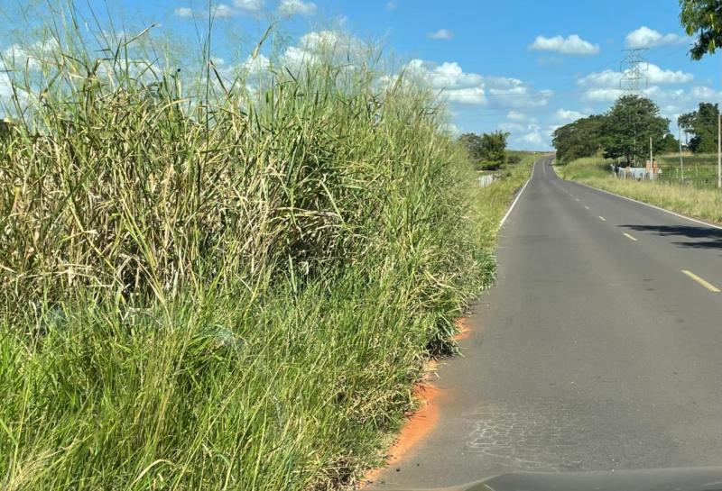 Mato alto que margeia pista está invadindo acostamento e colocando em risco vida de quem transita pela via