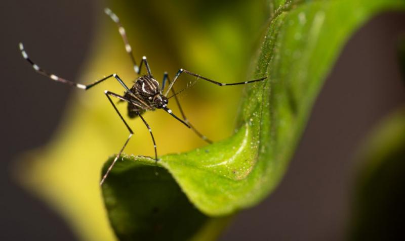 Até o momento, município contabiliza 19.786 casos confirmados de dengue