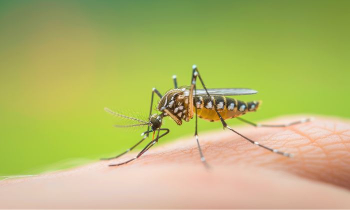 Nova confirmação acende um alerta, especialmente para os profissionais da área da saúde, com a circulação no município dos sorotipos: DENV-1, DENV-2 e DENV-3