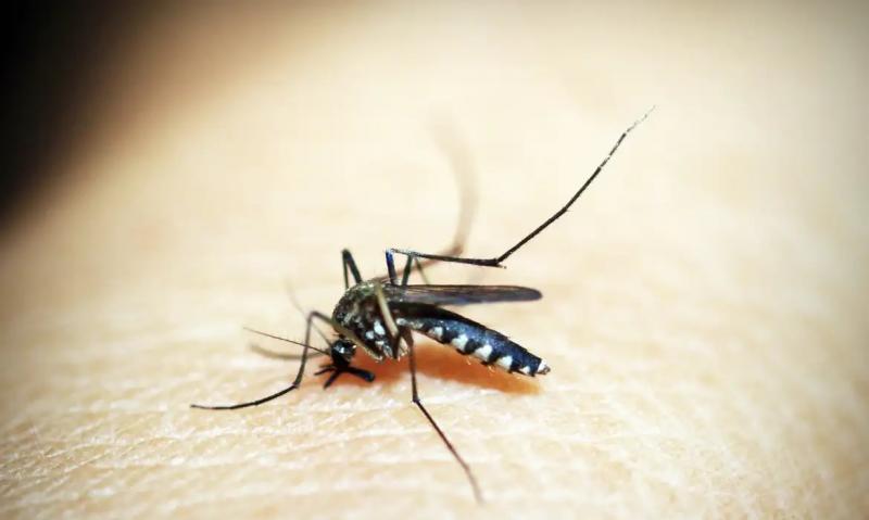 Além dos mais de 33 mil casos confirmados de dengue, há 2.216 ocorrências em investigação na região de Prudente 
