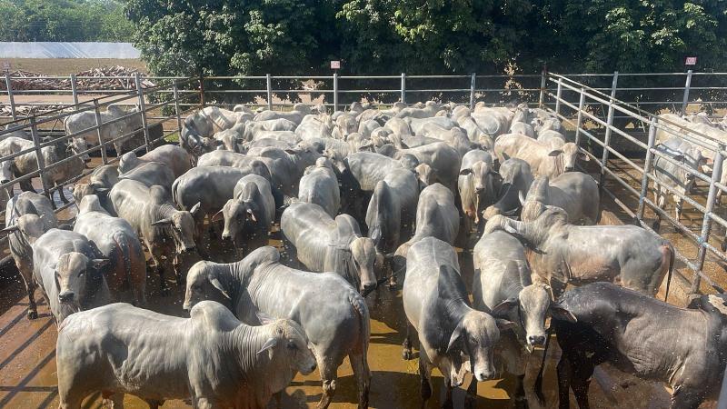 Circuito é o maior campeonato de avaliação de carcaças de bovinos do mundo e contribui para o aumento da eficiência e produtividade da pecuária brasileira e dos países vizinhos