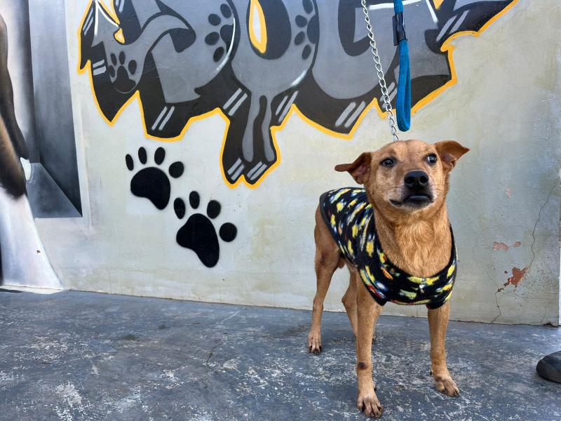 Interessados em doar podem procurar diretamente o Abrigo de Animais