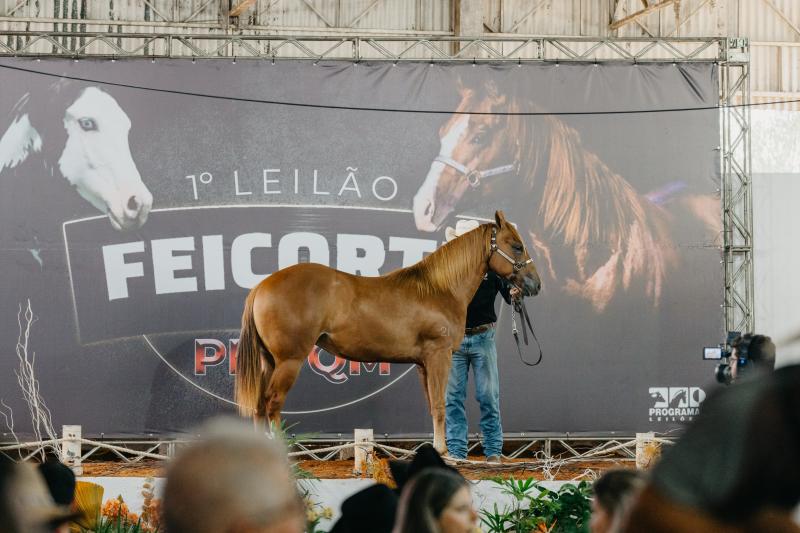 Leilões ocorrerão de 17 a 21 de junho, no Recinto de Exposições