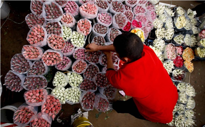 Flores mais vendidas foram orquídeas em geral, girassol, angelônia, gloxínia, azaléa, rosas, hortênsia e antúrio, indica Ceagesp