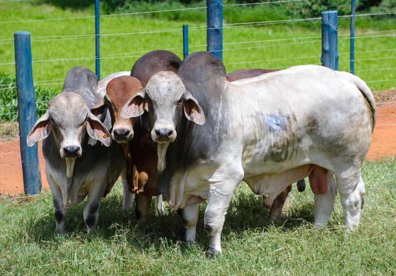Brahman é uma das raças confirmadas no evento