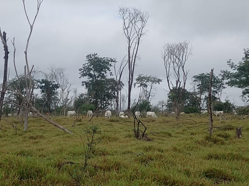 Homem recebeu 3 multas por danificar hectares de vegetação com pastoreio sem autorização