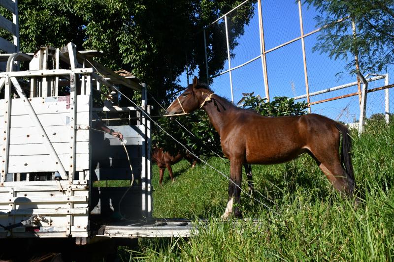 Responsáveis deverão pagar taxa de R$ 257, mais multa, para reaver animais