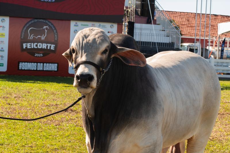 Exposição e julgamento de animais foram alguns dos destaques do evento, em Presidente Prudente 