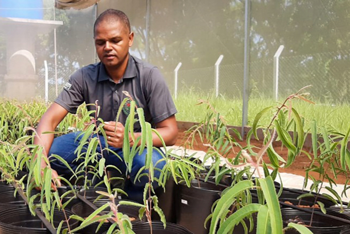 Engenheiro florestal Renato durante experimento em casa de vegetação