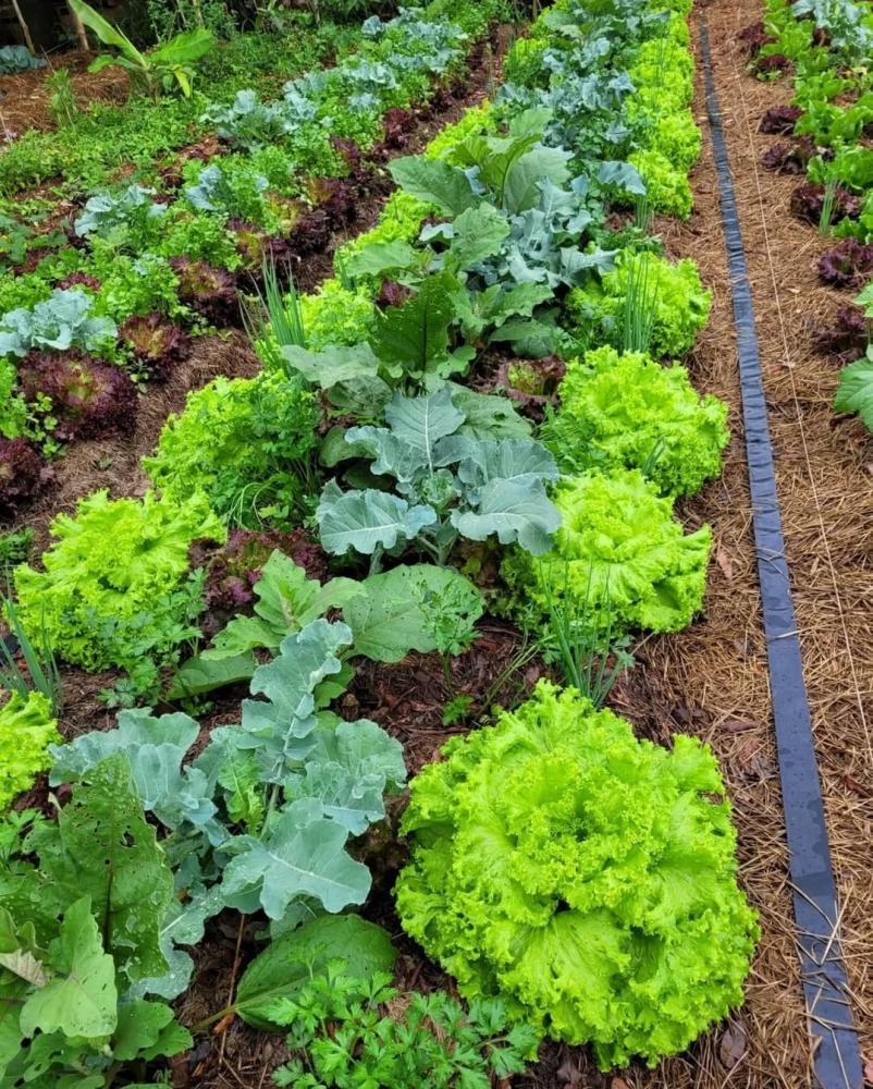 Iniciativa que propõe discutir e praticar formas sustentáveis e acessíveis de produção de alimentos em áreas urbanas