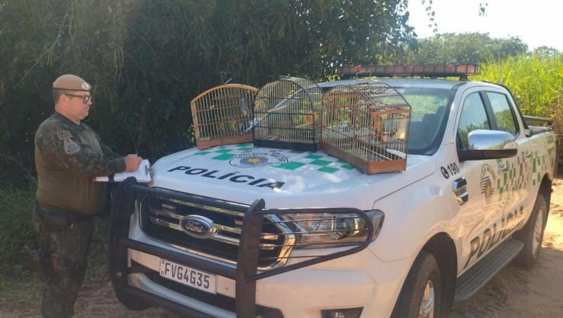 Aves sem anilhas foram apreendidas e, por estarem em estado bravio, foram soltas em seu habitat