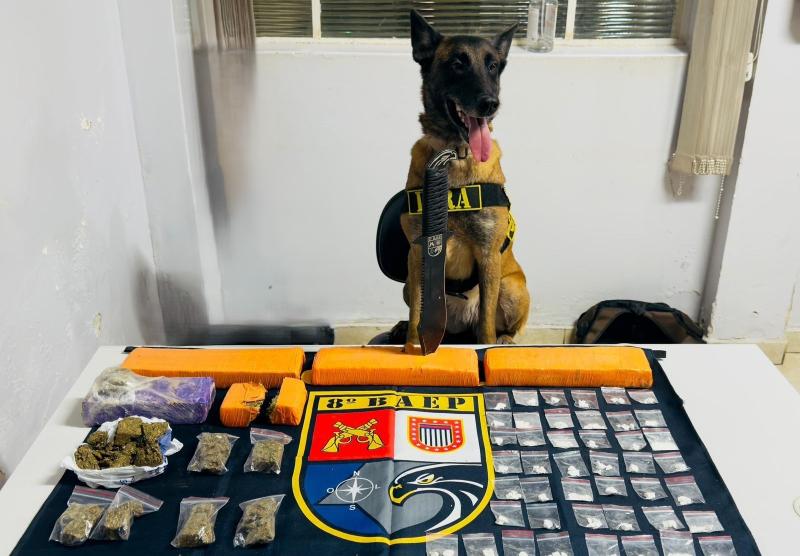 Na ação, cadela de faro Kira encontrou tambor enterrado com tijolos de maconha