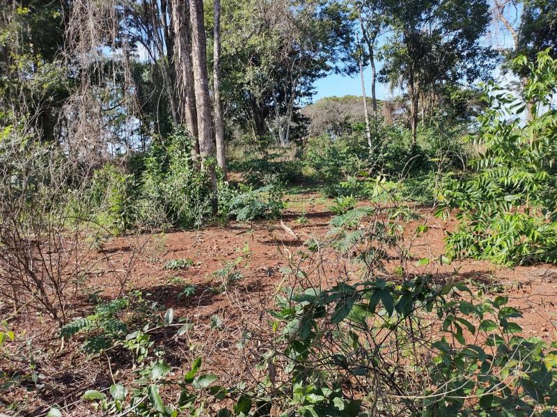 Proprietários de sítio confessaram que contrataram serviço terceirizado para limpeza da área