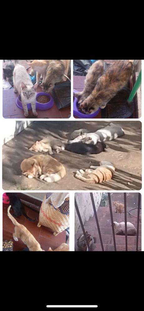Esse ano já foram castrados 200 gatos
