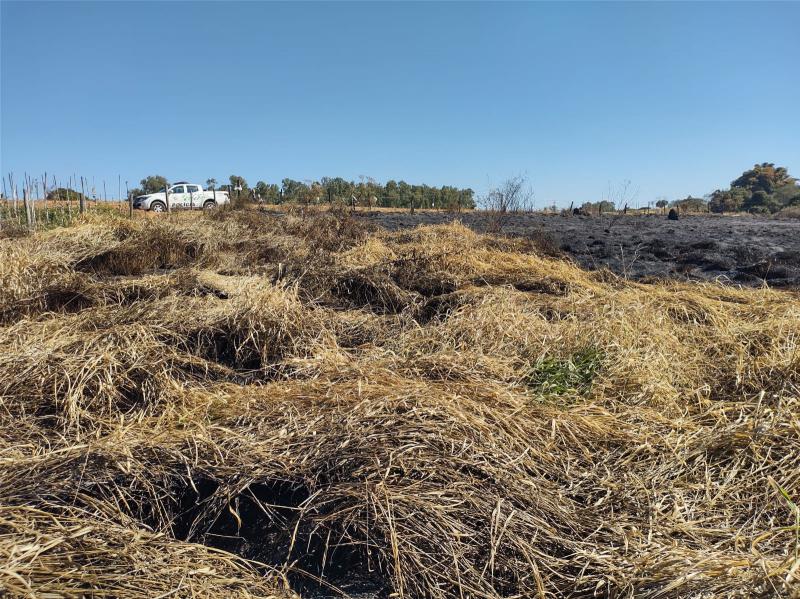 Pavio lançado em palha iniciou incêndio, que se alastrou por pasto e atingiu fragmento de mata 