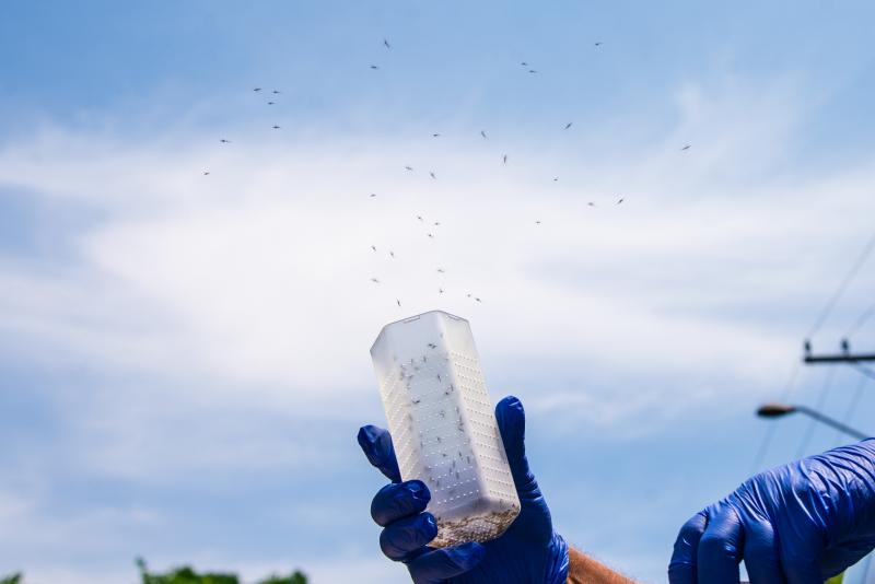 Objetivo do método é que bactéria se mantenha nas novas gerações de mosquitos, reduzindo transmissão da dengue