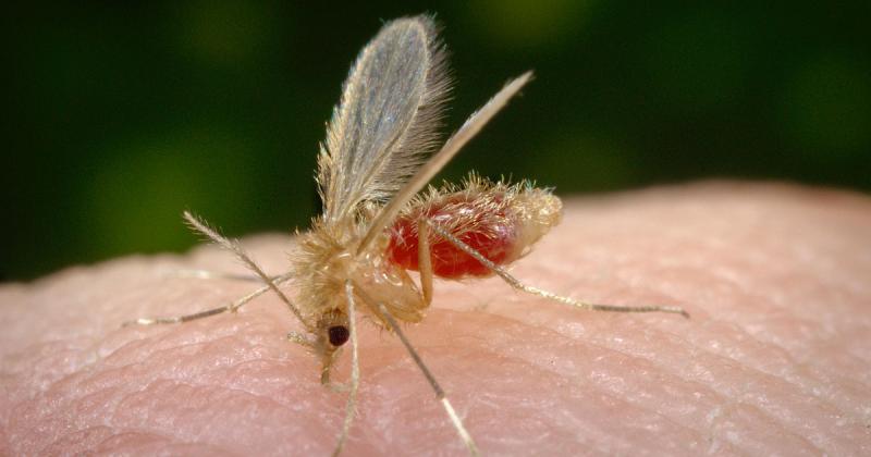 Mosquito-palha, transmissor da leishmaniose