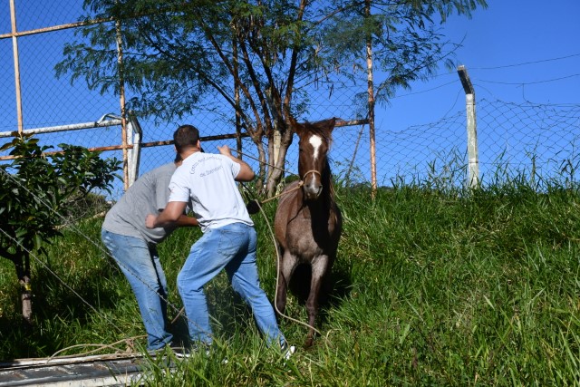 Segundo UVZ, cavalos soltos nas ruas representam risco à vida dos usuários