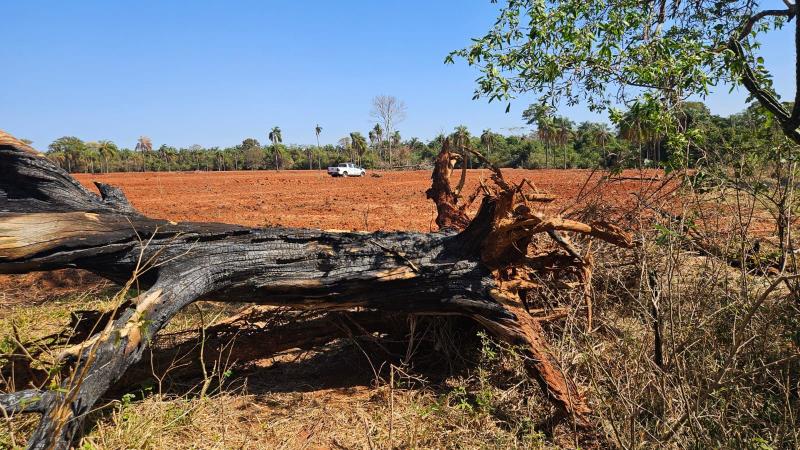 Em vistoria, patrulheiros constataram 5,32 hectares queimados e danos em cinco árvores nativas