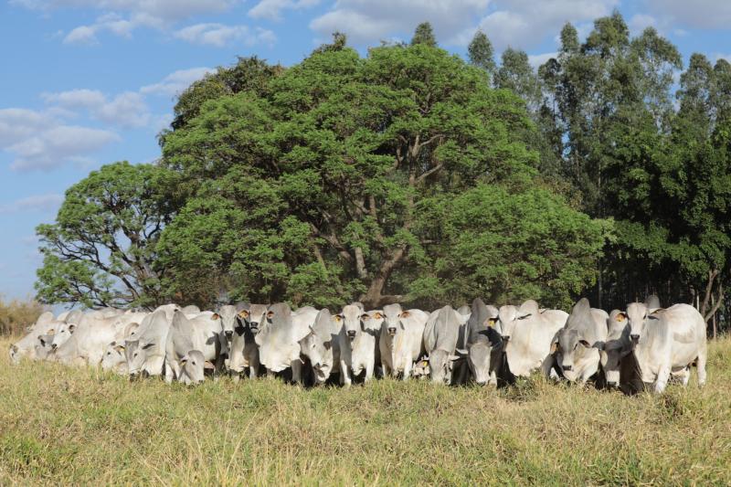 Leilão ofertará 450 touros de alta genética nesta quinta-feira, dia 7, em Campo Grande (MS) e 150 na loja na fazenda, no dia seguinte