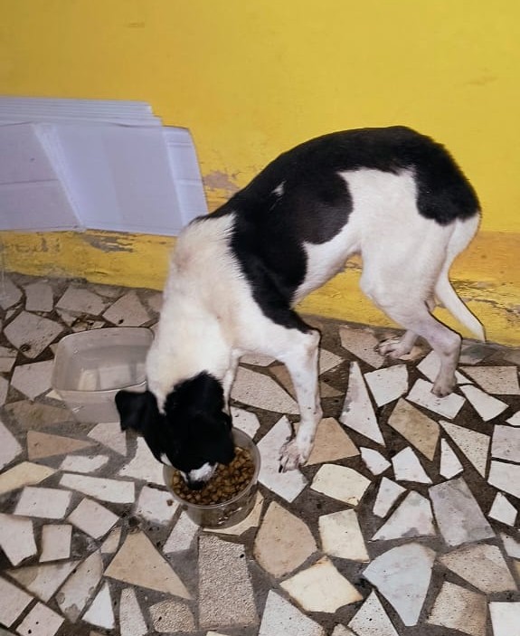 No momento do resgate, animal apresentava sinais de desnutrição