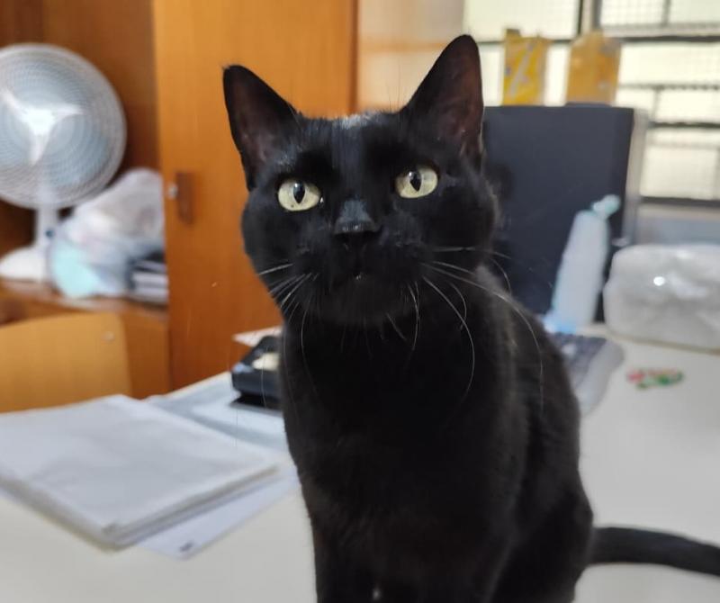 Gato Chico recebe acolhimento no Fundo Social de Prudente