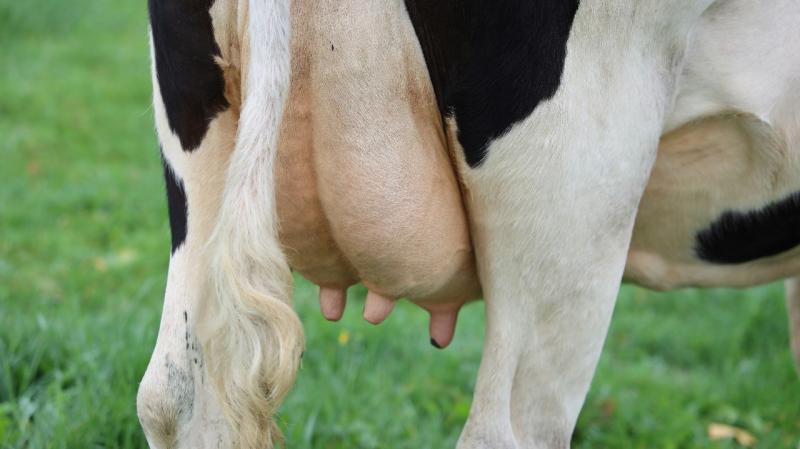 Mastite clínica ou subclínica? Entenda a diferença e os impactos da doença que compromete a produção de leite