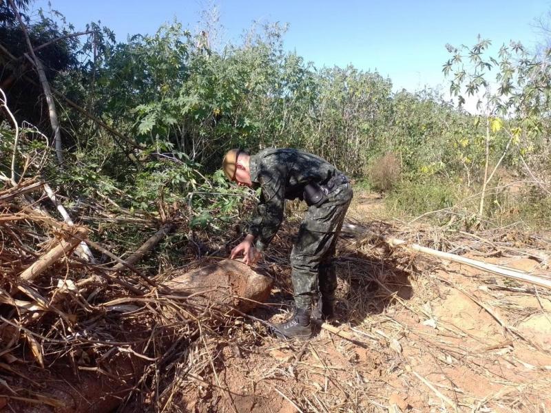 Em Lucélia, patrulheiros constataram intervenção em 0,0387 hectare de vegetação exótica, em APP