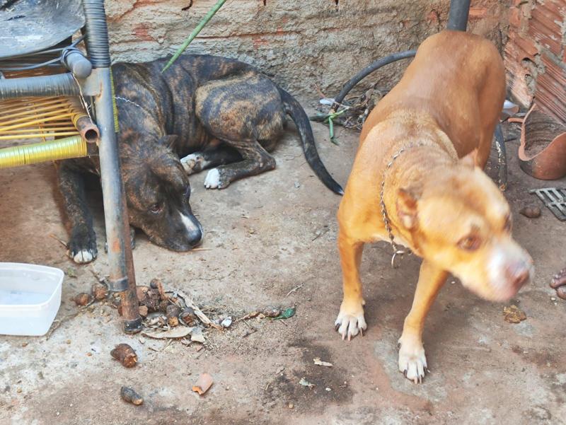 Animais foram apreendidos e encaminhados para Abrigo Municipal de Animais