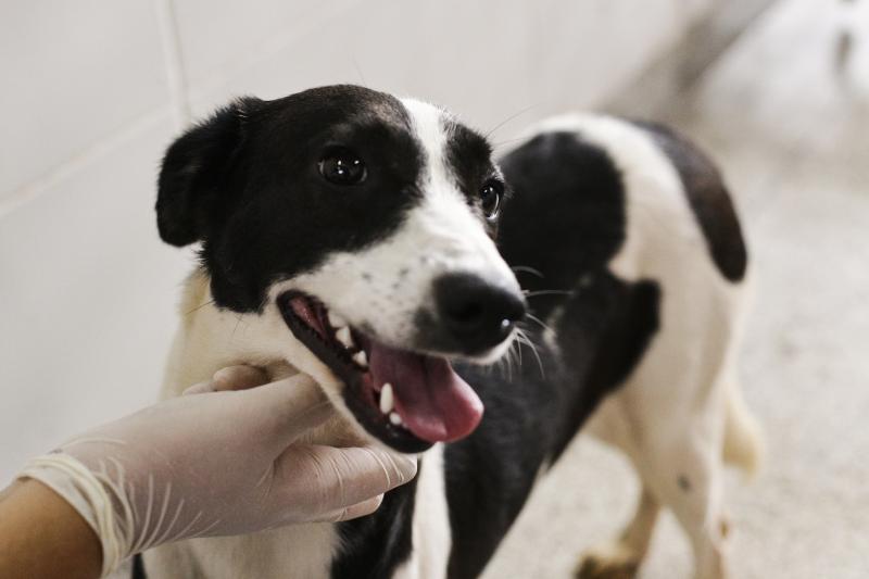 Plantão para animais será levado ao Jardim Estoril