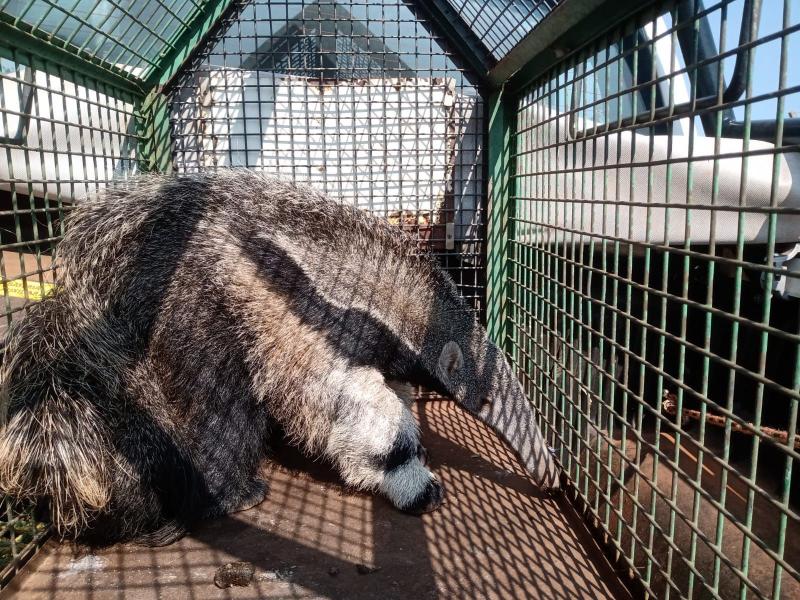 Animais resgatados em boas condições físicas são reintroduzidos em seu habitat natural
