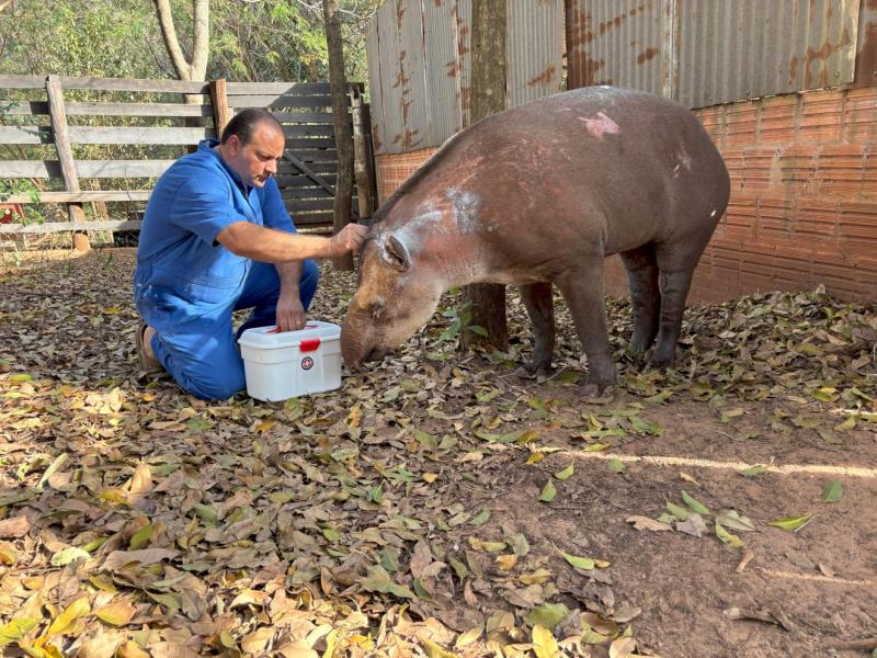 Animal está sob cuidados intensivos na Associação Protetora de Animais Silvestres, em Assis