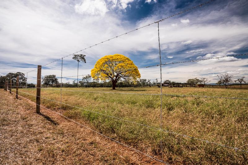 Compactação do solo e consumo de mudas pelos animais estão entre os principais riscos à espécie símbolo da biodiversidade brasileira