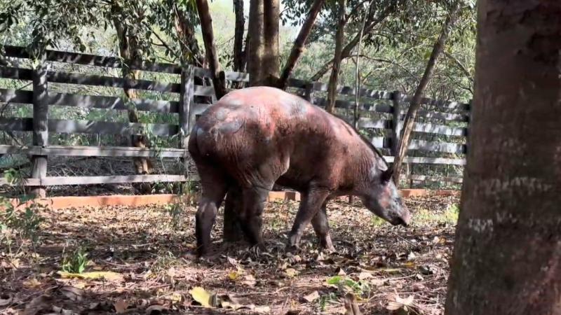 Animal apresentava queimaduras de 1º, 2º e 3º graus em cerca de 70% do corpo e perda total da visão