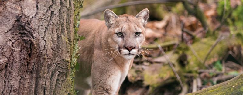 Ameaçada de extinção, onça-parda é um dos animais monitorados pela companhia