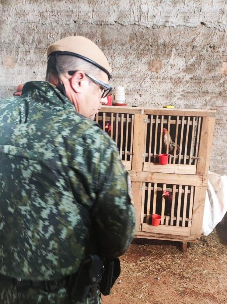Durante fiscalização foram encontrados um rebolo montado e um viveiro com galos da raça “índio”